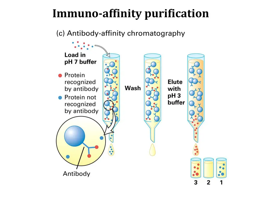 immuno affinity purification