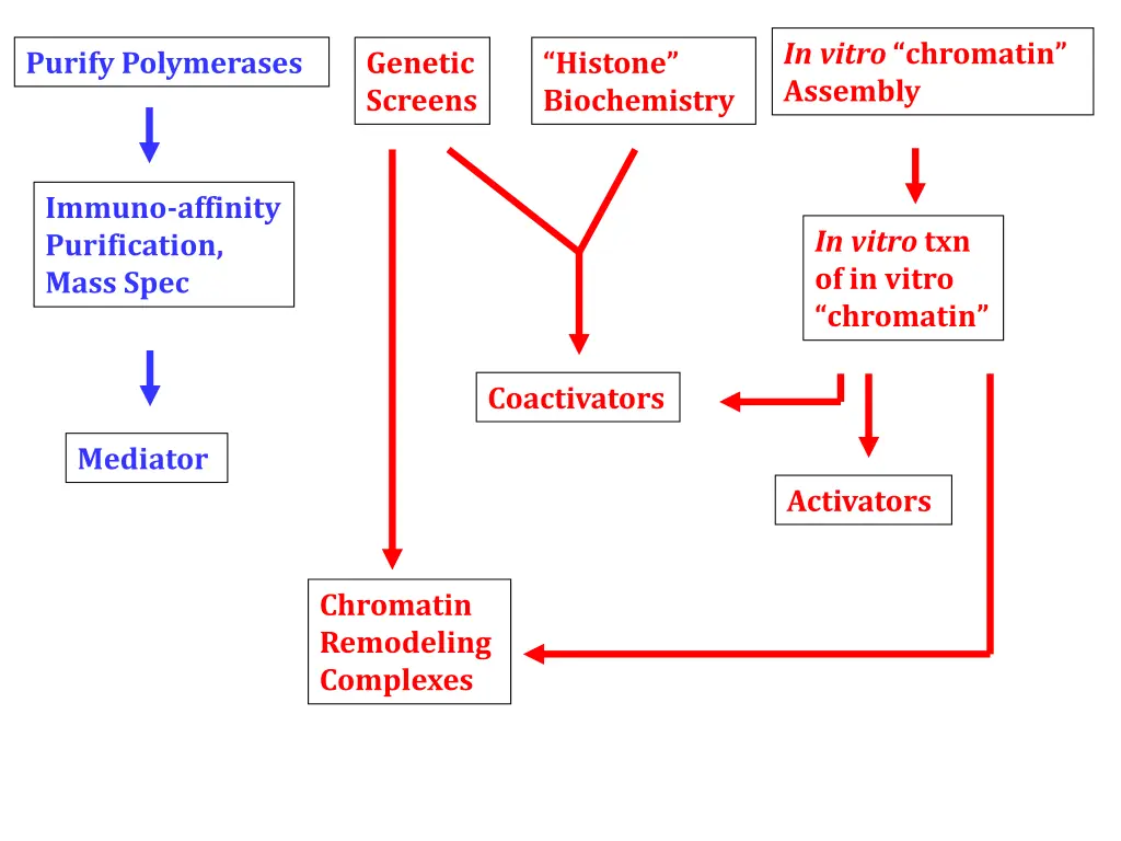 in vitro chromatin assembly