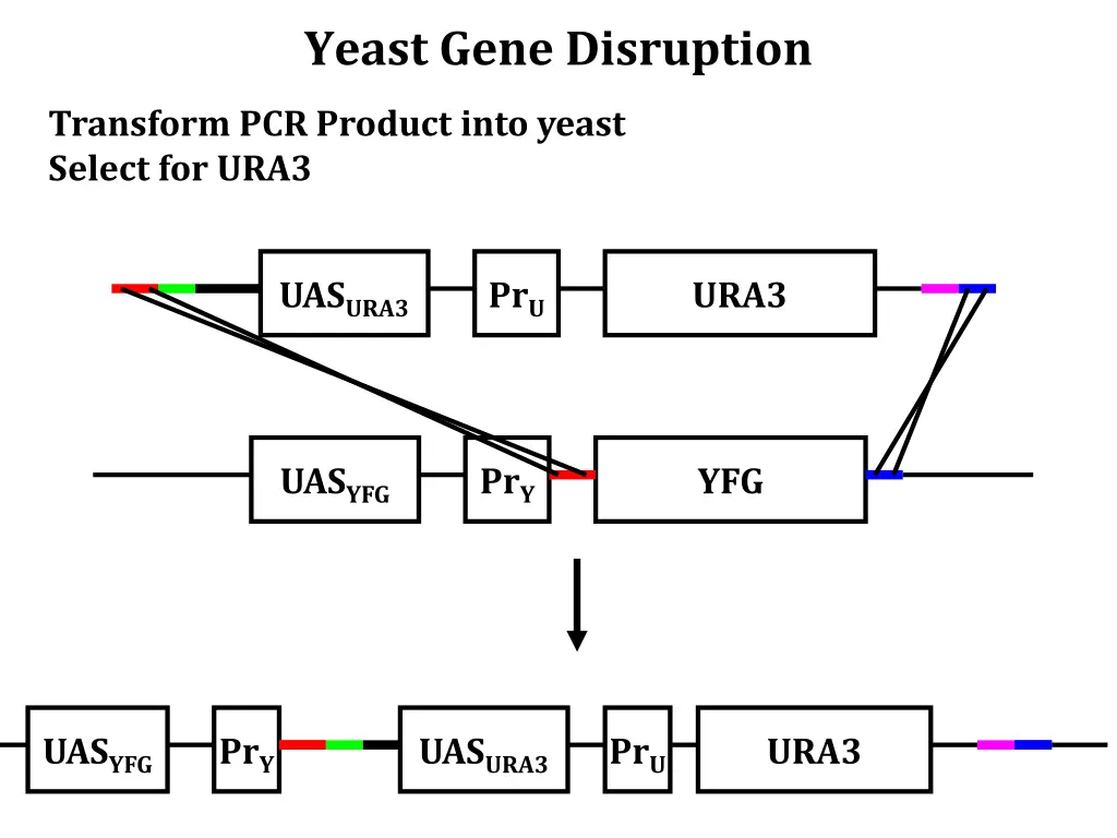 yeast gene disruption 1