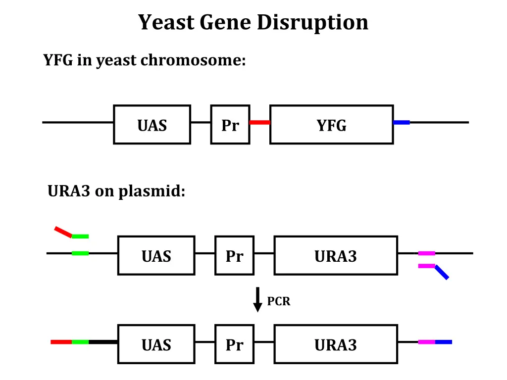 yeast gene disruption