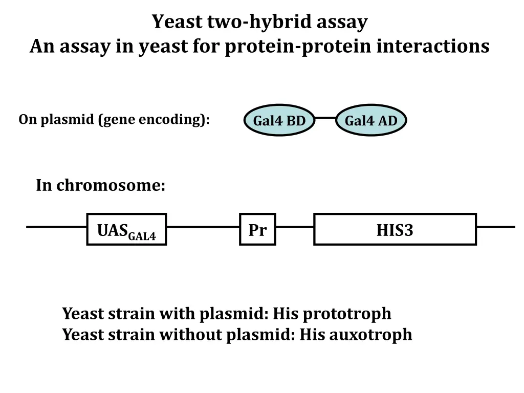 yeast two hybrid assay 1