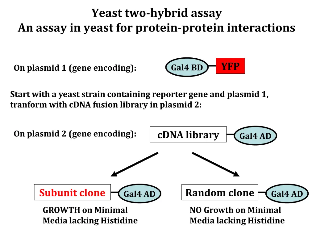 yeast two hybrid assay 10