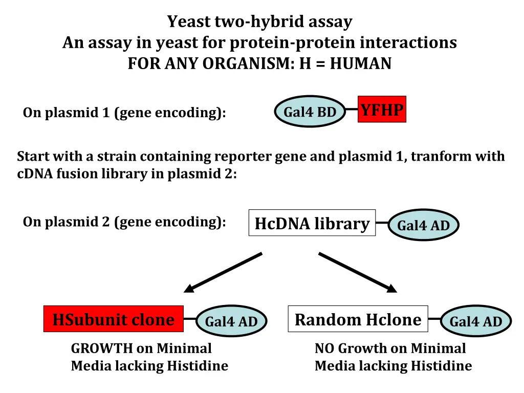 yeast two hybrid assay 11