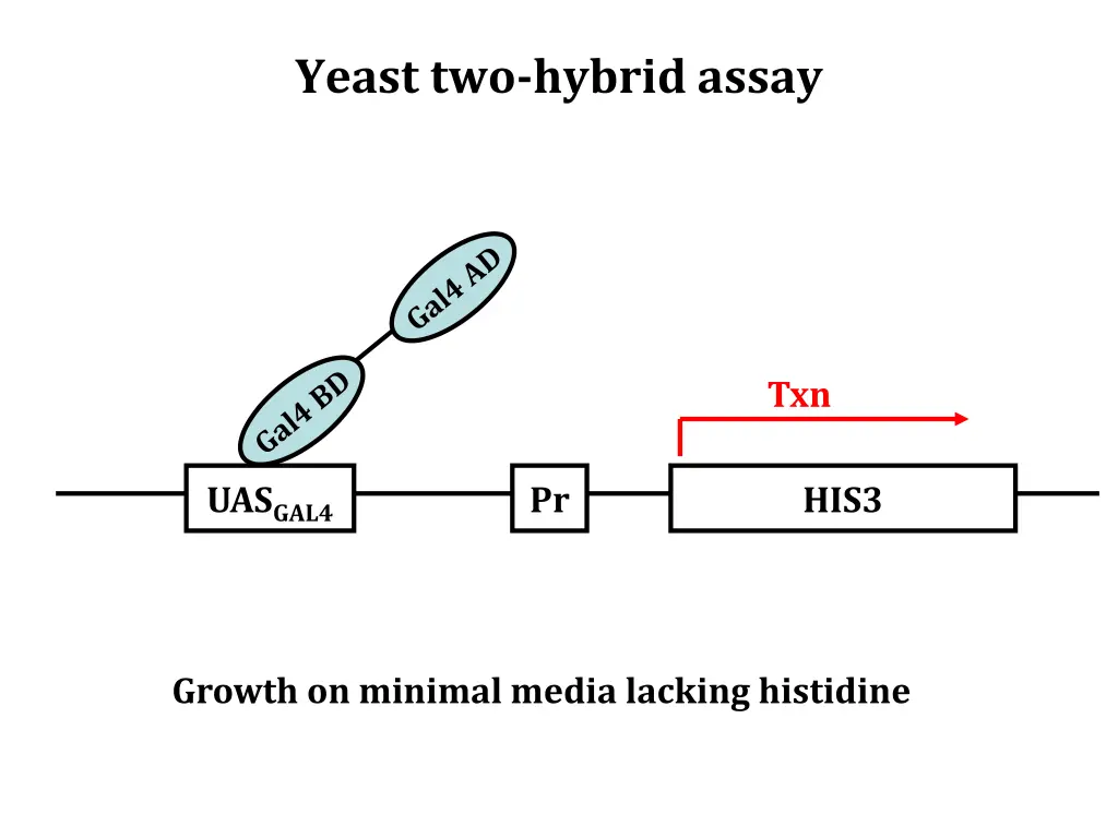 yeast two hybrid assay 2