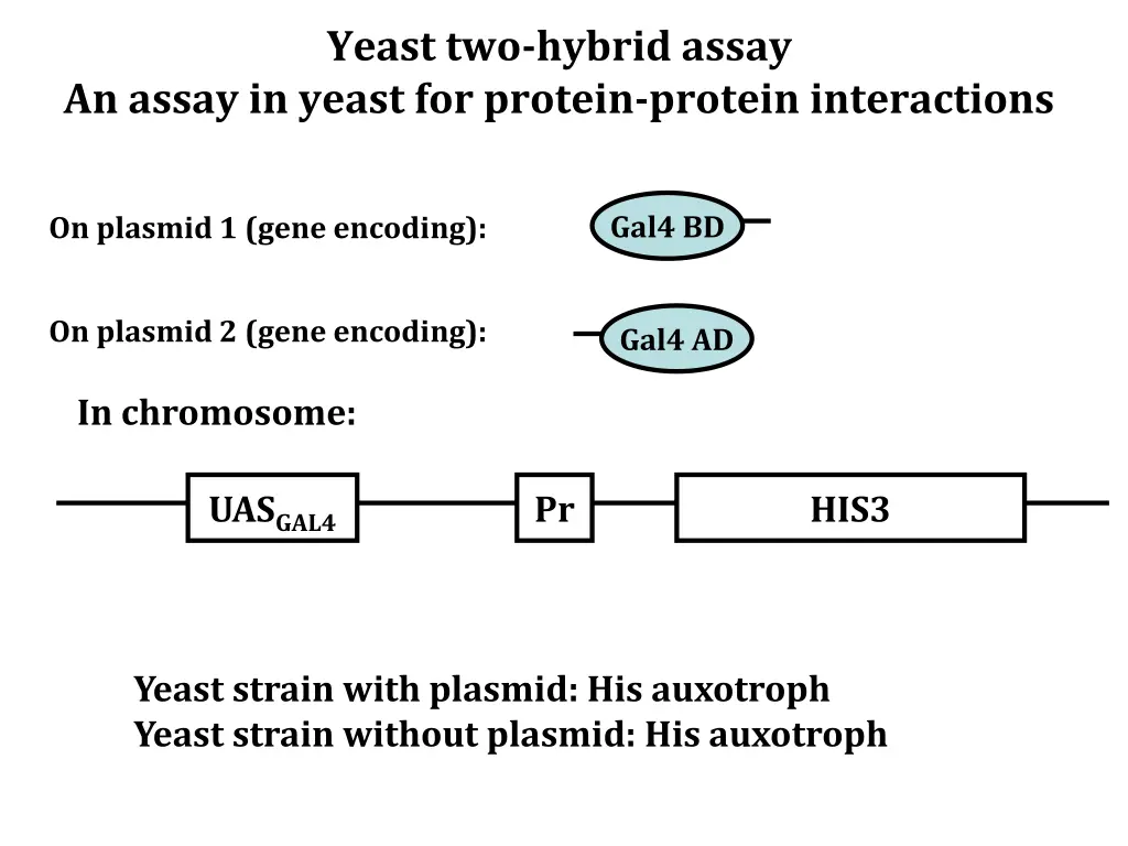 yeast two hybrid assay 3