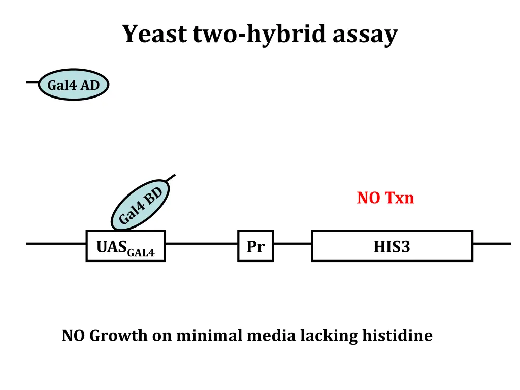 yeast two hybrid assay 4