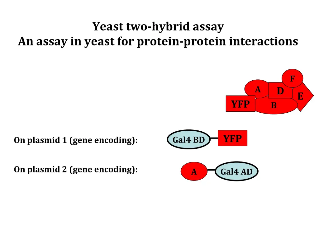 yeast two hybrid assay 5