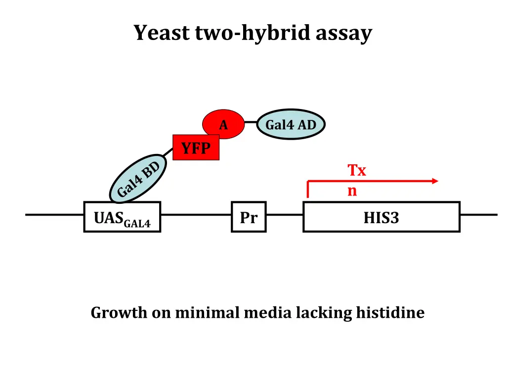 yeast two hybrid assay 6