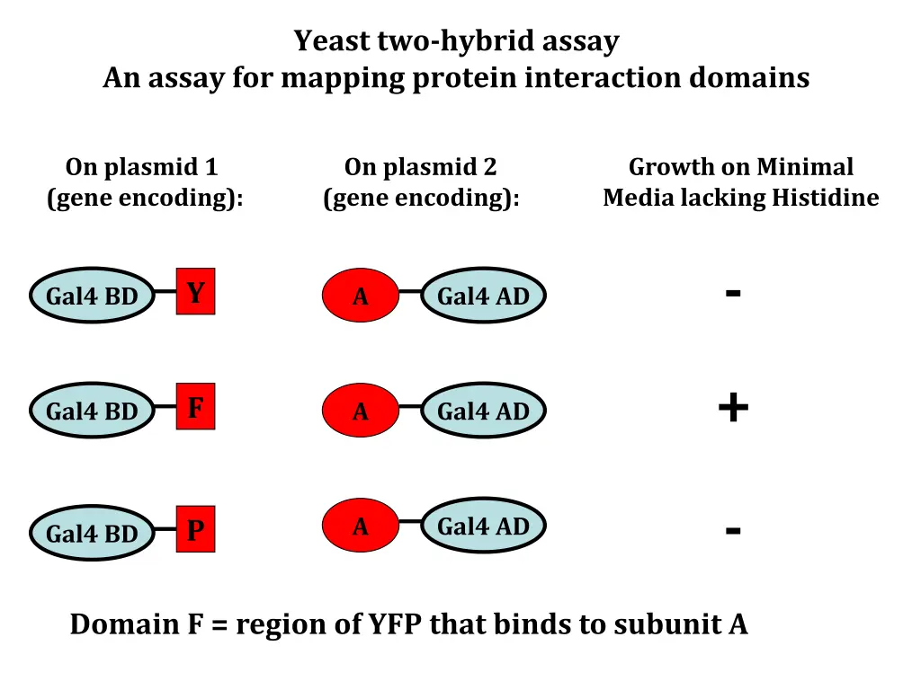 yeast two hybrid assay 7