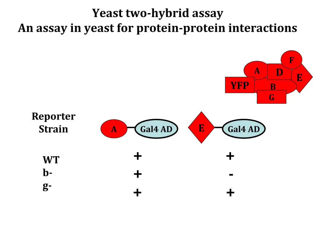 yeast two hybrid assay 8