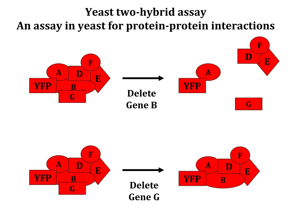 yeast two hybrid assay 9