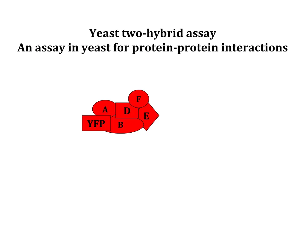 yeast two hybrid assay