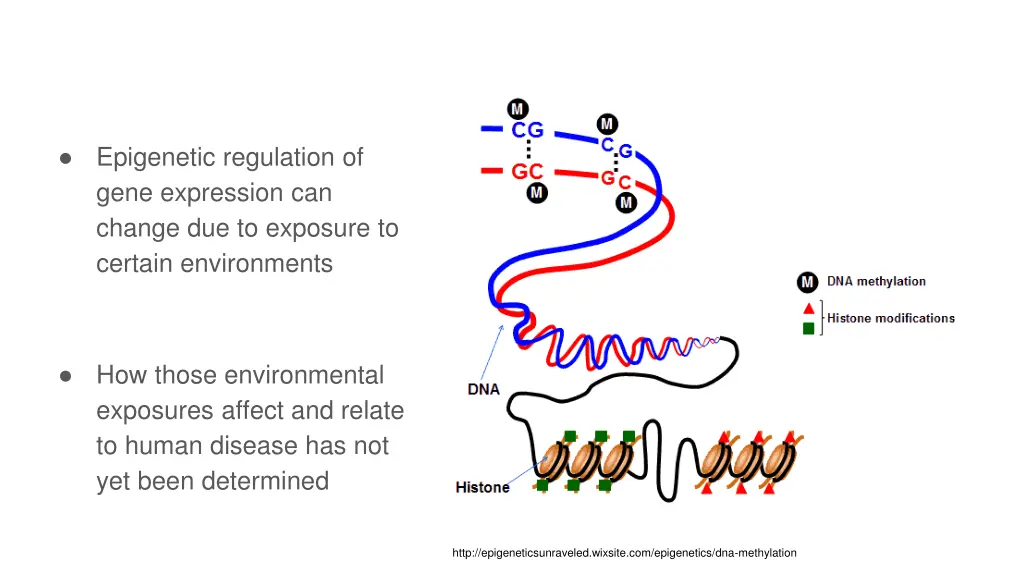 epigenetic regulation of gene expression