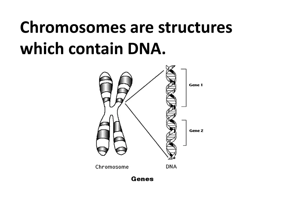 chromosomes are structures which contain dna