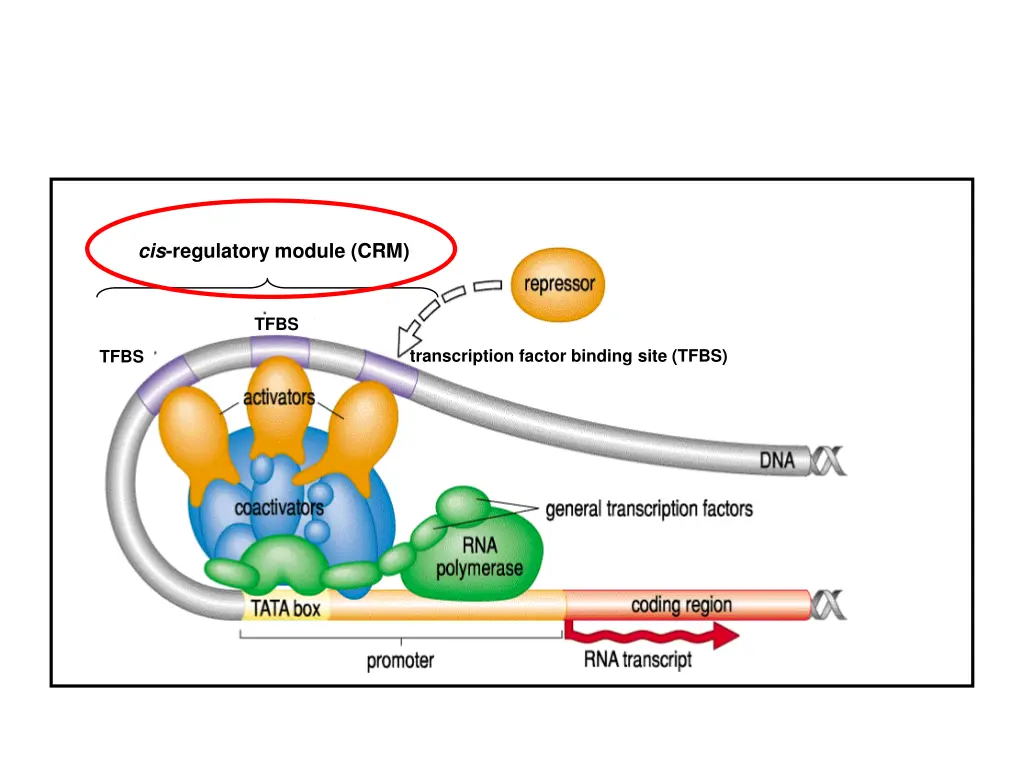 cis regulatory module crm 1