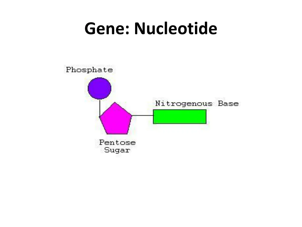 gene nucleotide