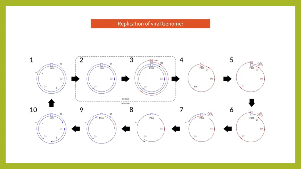 replication of viral genome