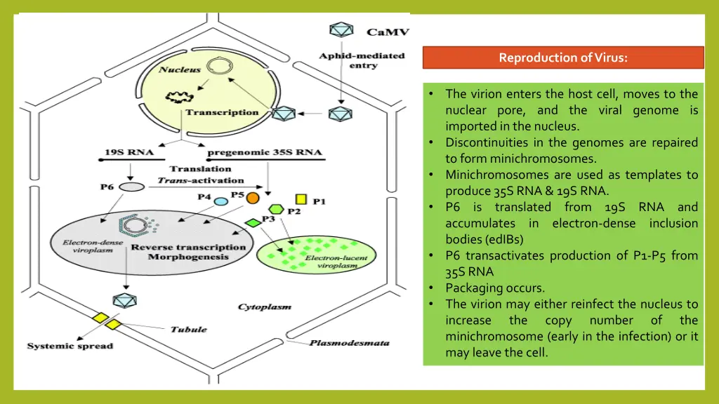 reproduction of virus