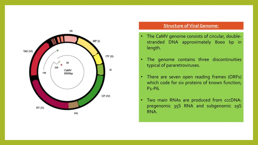 structure of viral genome