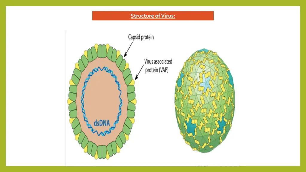 structure of virus