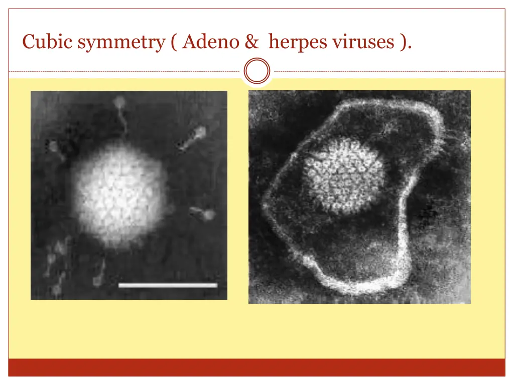 cubic symmetry adeno herpes viruses