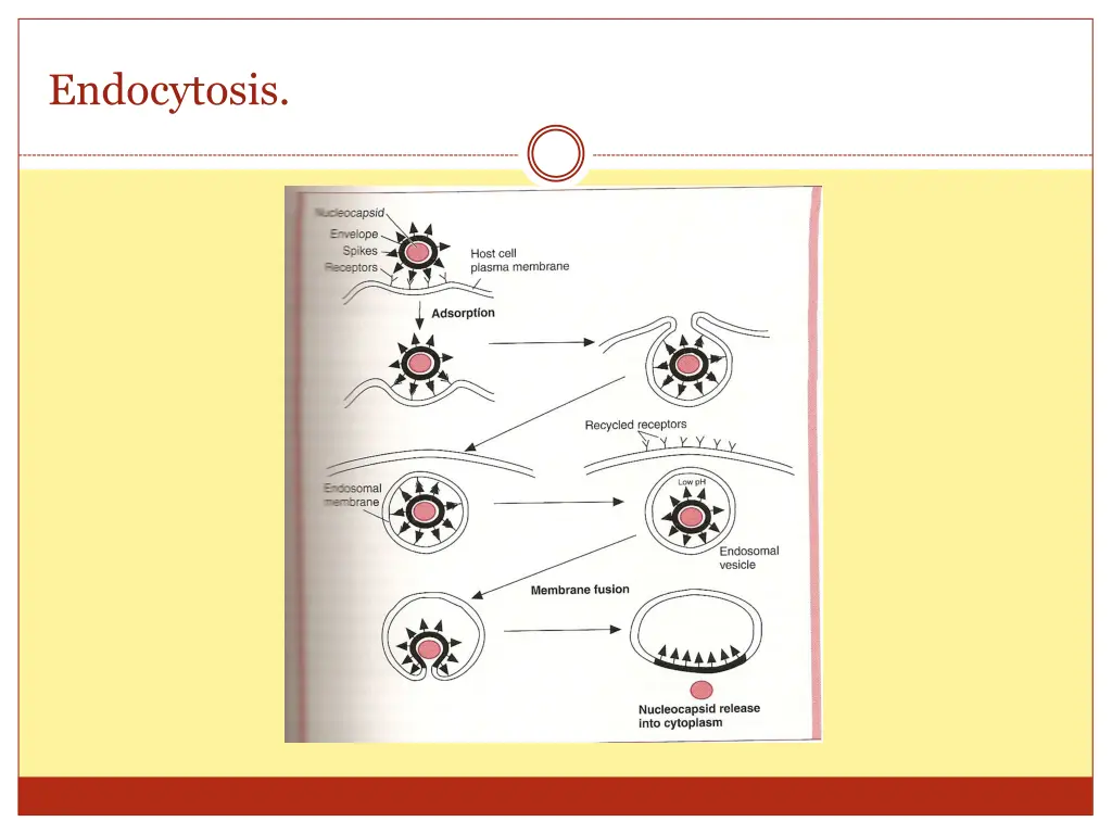 endocytosis 1