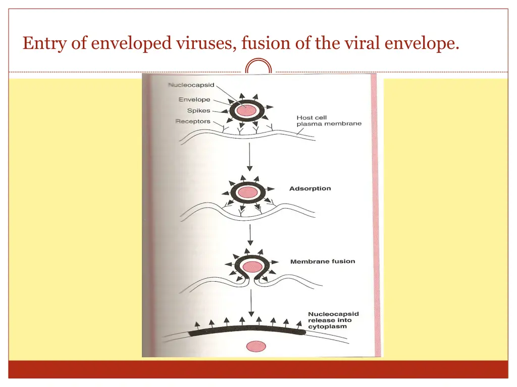 entry of enveloped viruses fusion of the viral