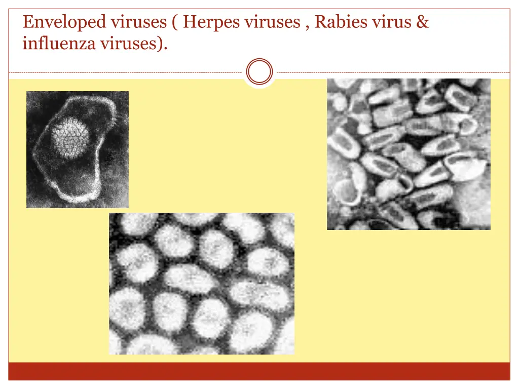 enveloped viruses herpes viruses rabies virus