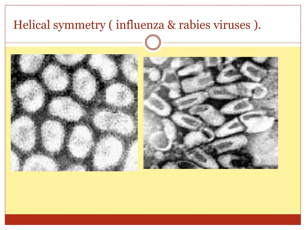 helical symmetry influenza rabies viruses