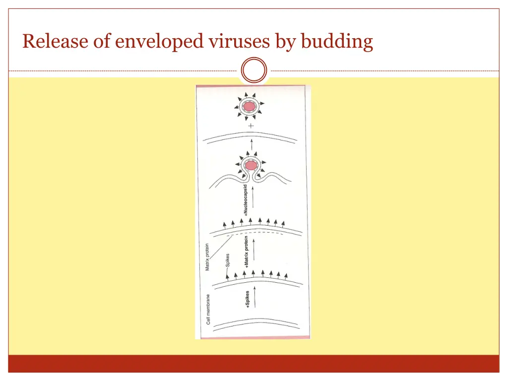 release of enveloped viruses by budding