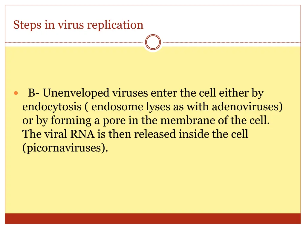 steps in virus replication 2