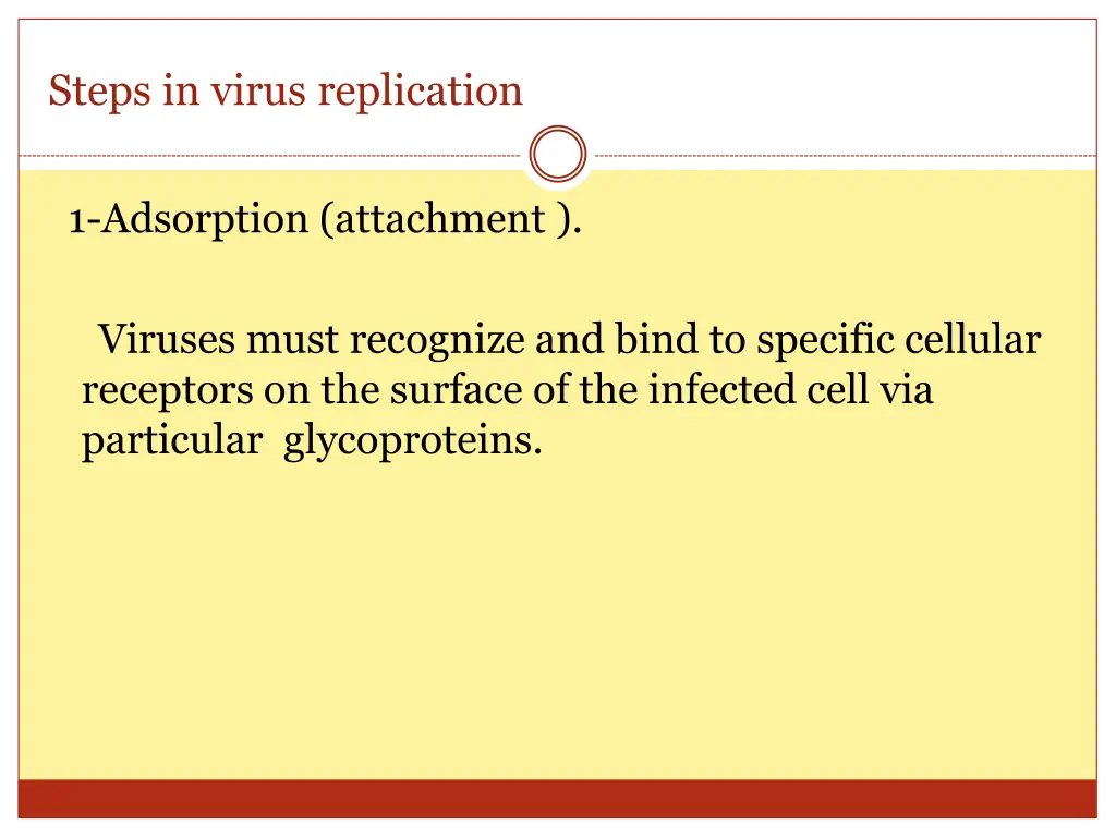 steps in virus replication