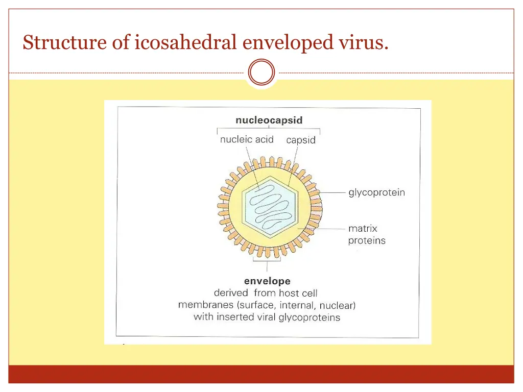 structure of icosahedral enveloped virus