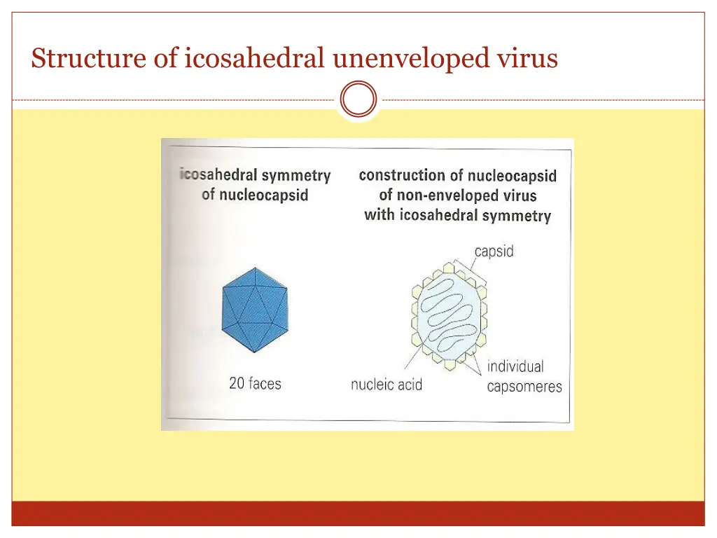 structure of icosahedral unenveloped virus