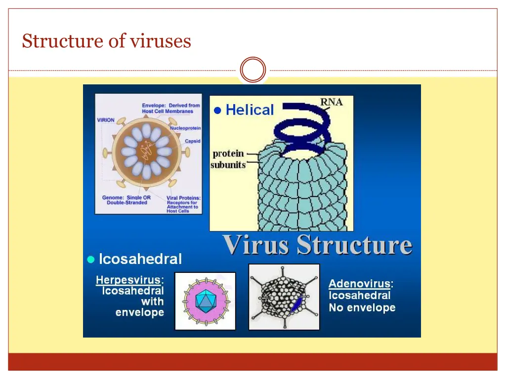 structure of viruses