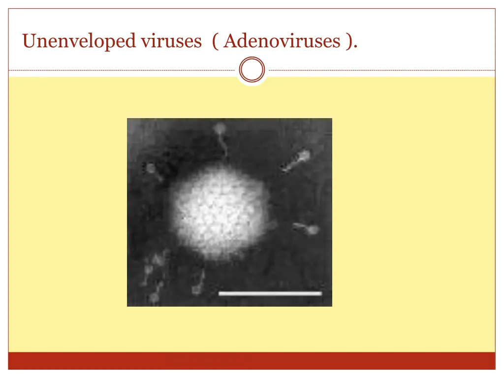 unenveloped viruses adenoviruses