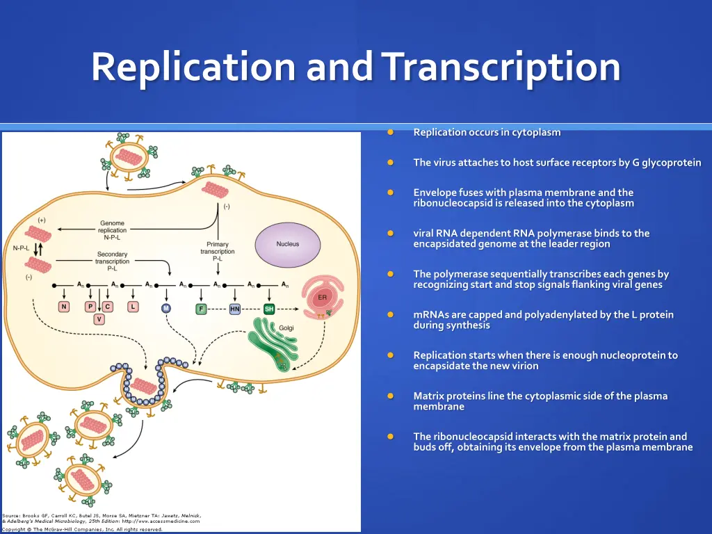 replication and transcription