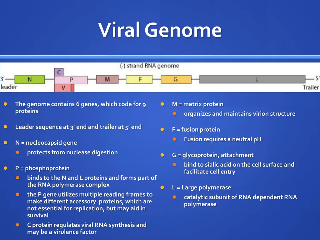 viral genome