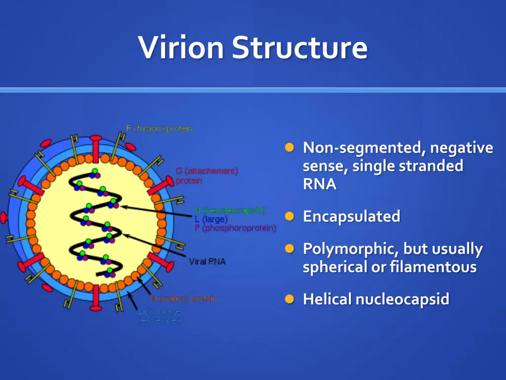 virion structure