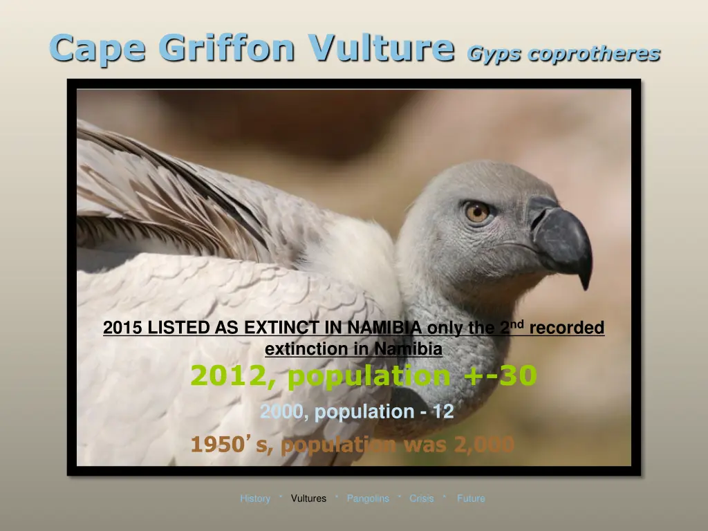 cape griffon vulture gyps coprotheres