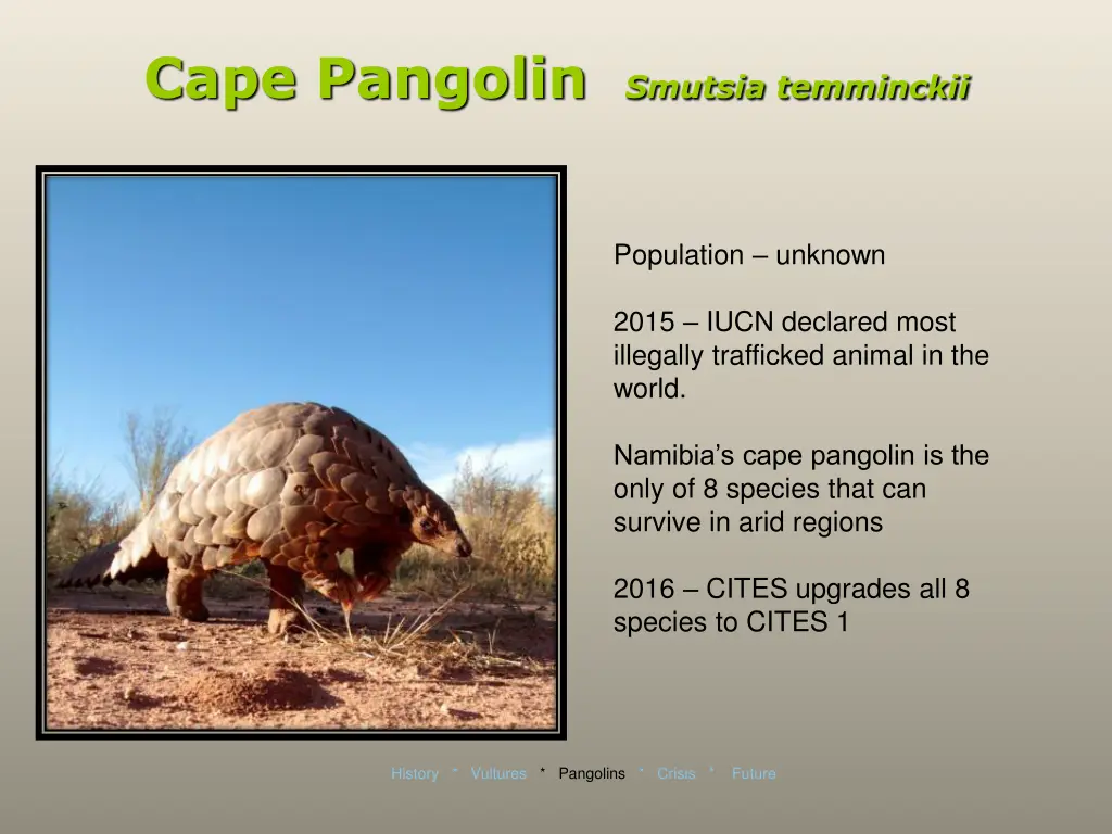 cape pangolin smutsia temminckii