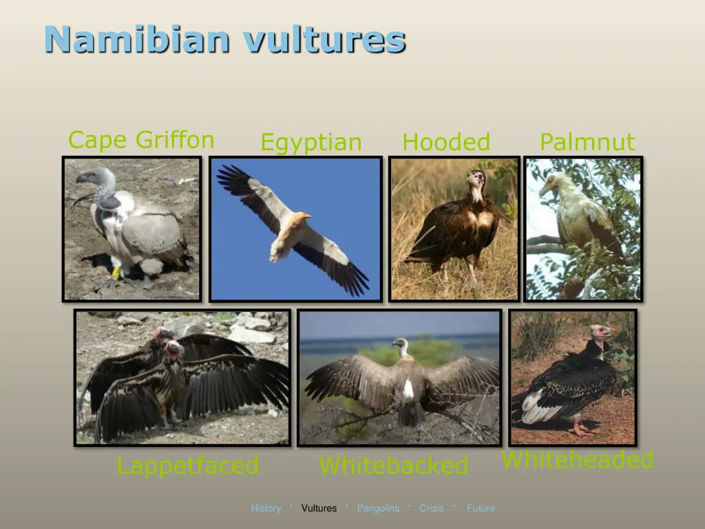 namibian vultures