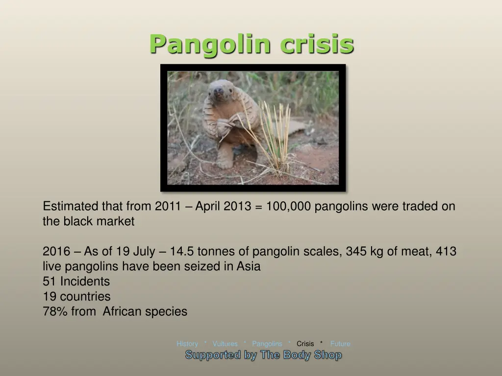 pangolin crisis