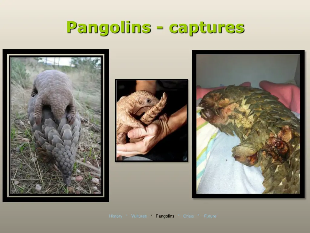 pangolins captures