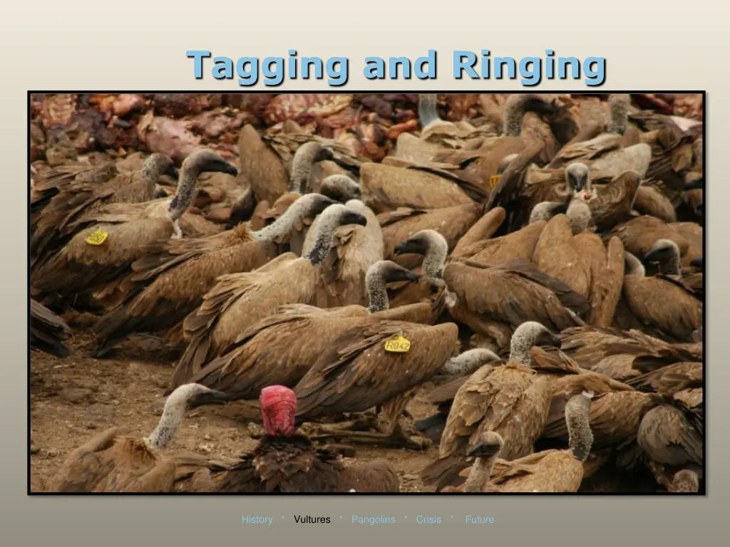 tagging and ringing