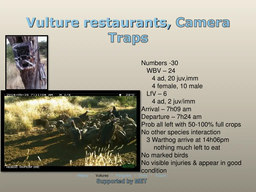 vulture restaurants camera traps