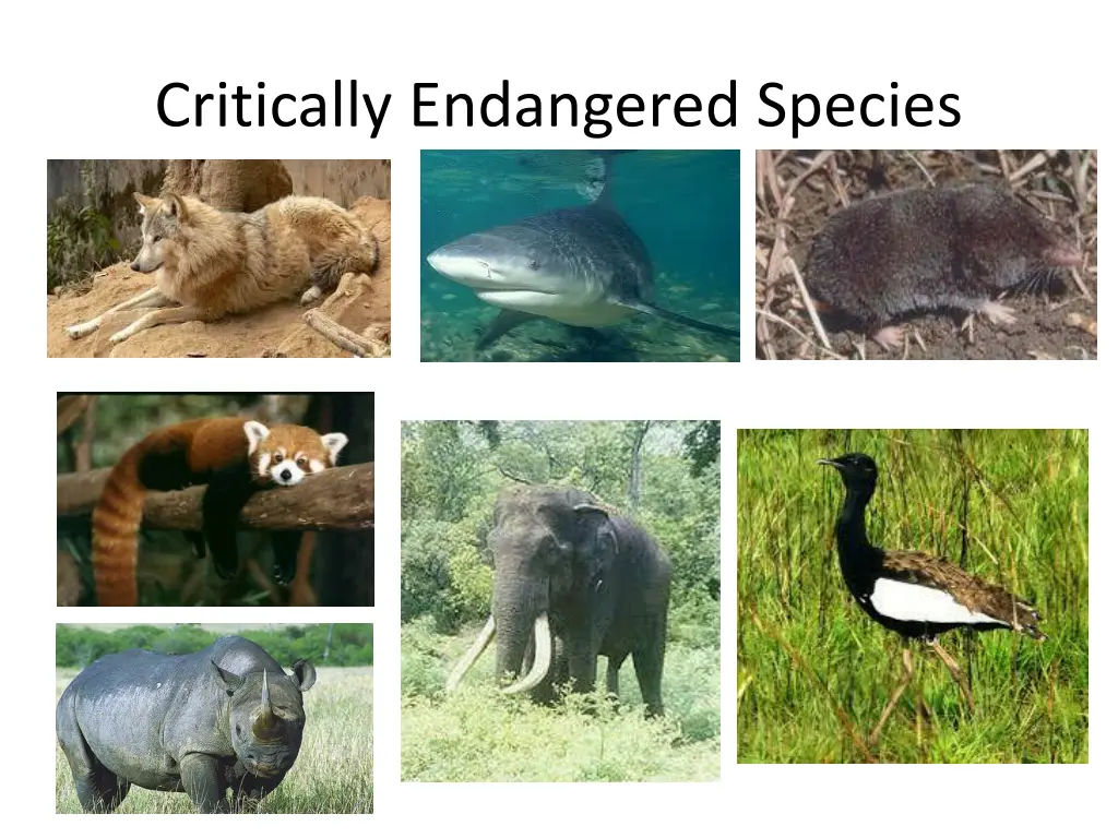 critically endangered species