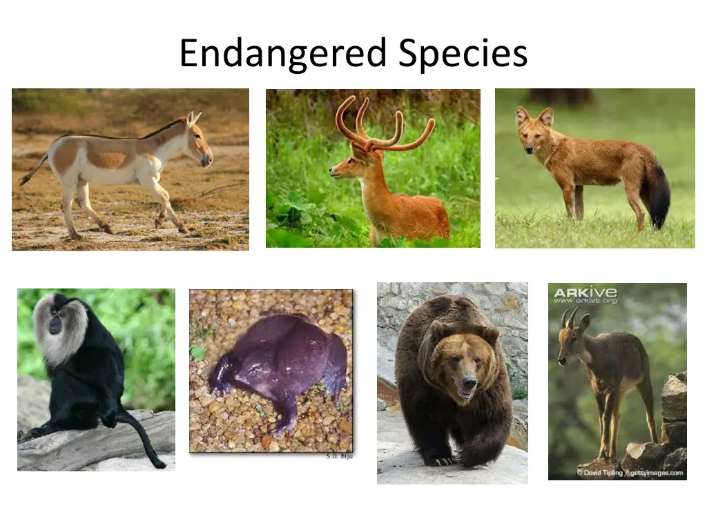 endangered species