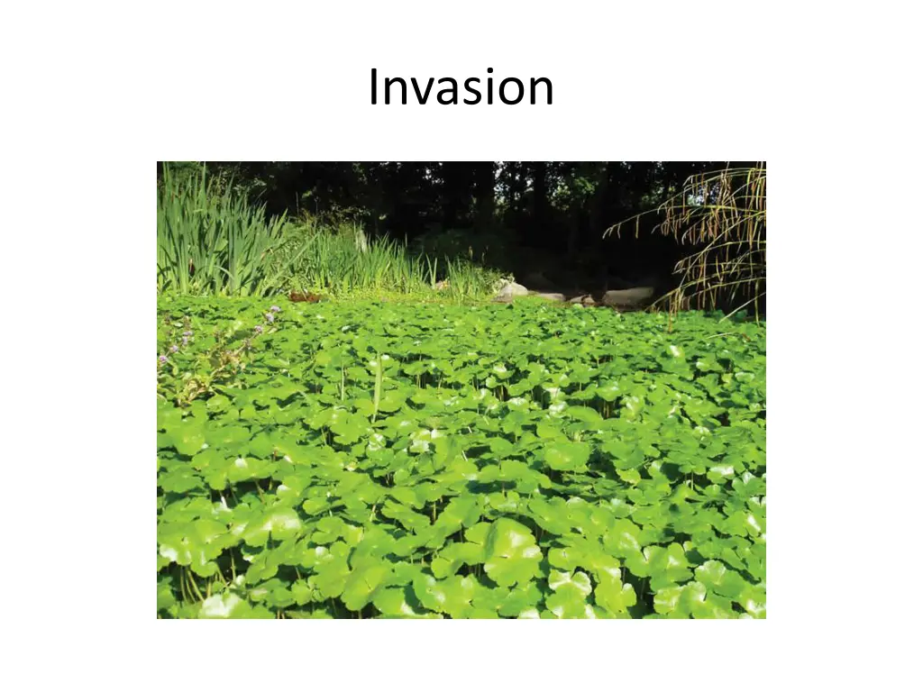 invasion