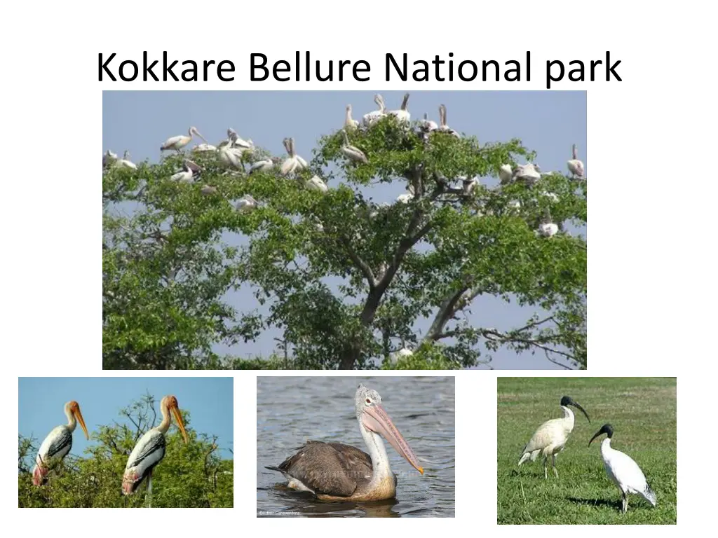 kokkare bellure national park